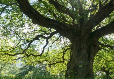 2-0_ABOUT-FEATURE_Landing